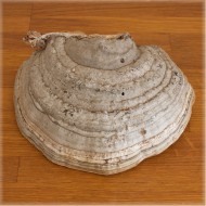 Берёзовый гриб-трутовик (размер 2)