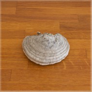 Берёзовый гриб-трутовик (размер 3)