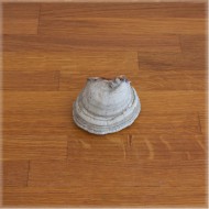 Берёзовый гриб-трутовик (размер 4)